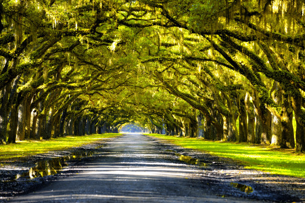 avenue