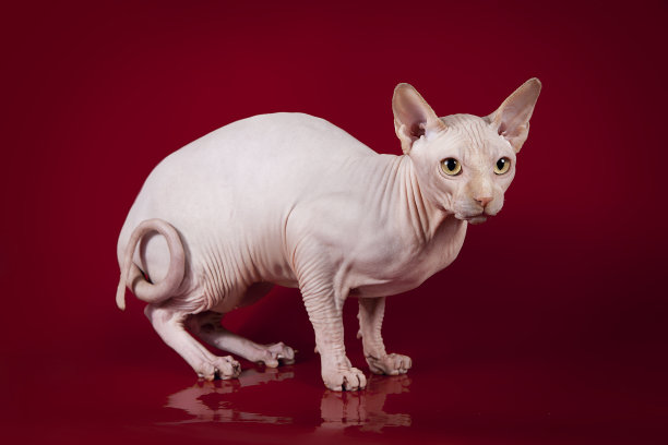 sphinx