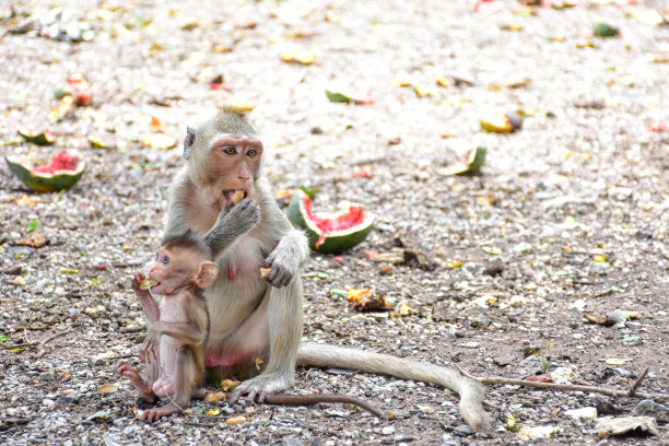 monkey-nut