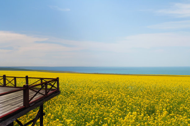 青海油菜花