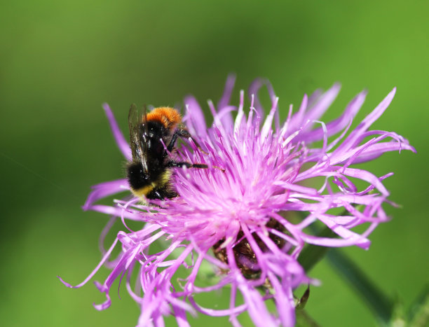 矢车菊上的蜜蜂