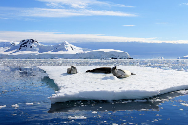 arctic
