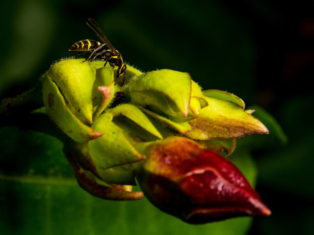 黄蜂