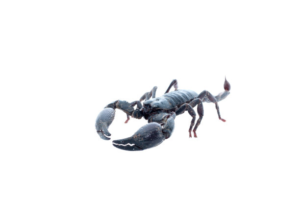 scorpio