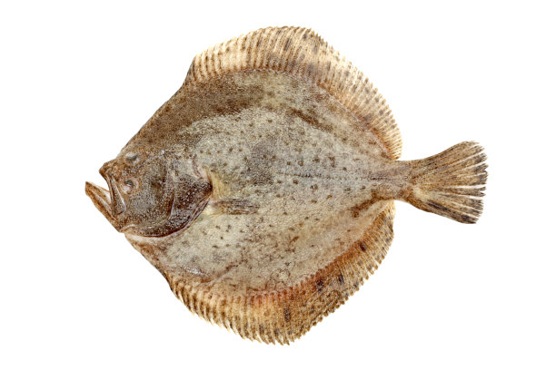 plaice