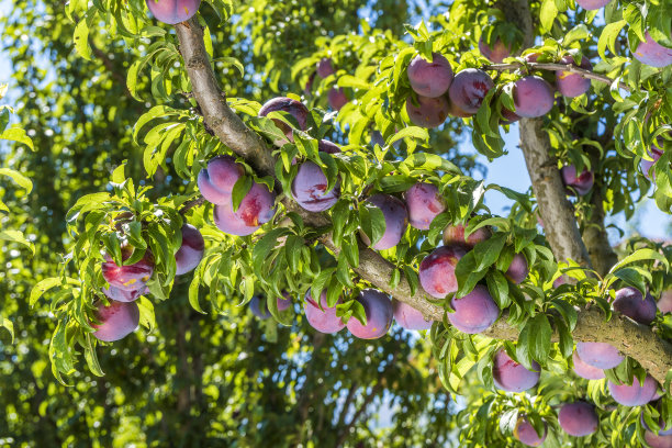 plum