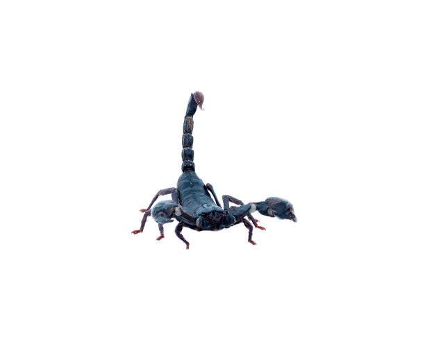 scorpio