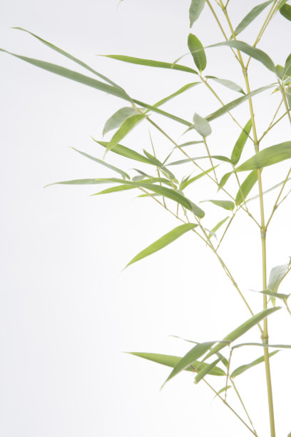 bamboo