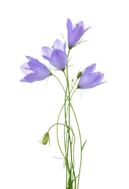 wildflowers
