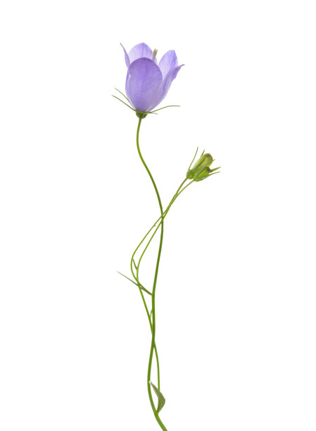 wildflowers