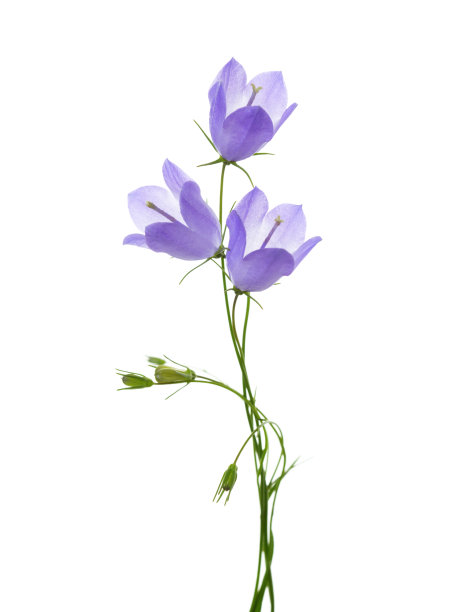 hyacinthoides
