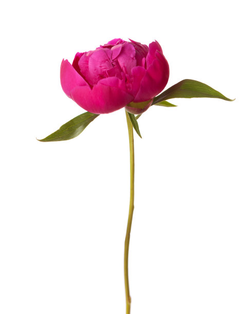 budding