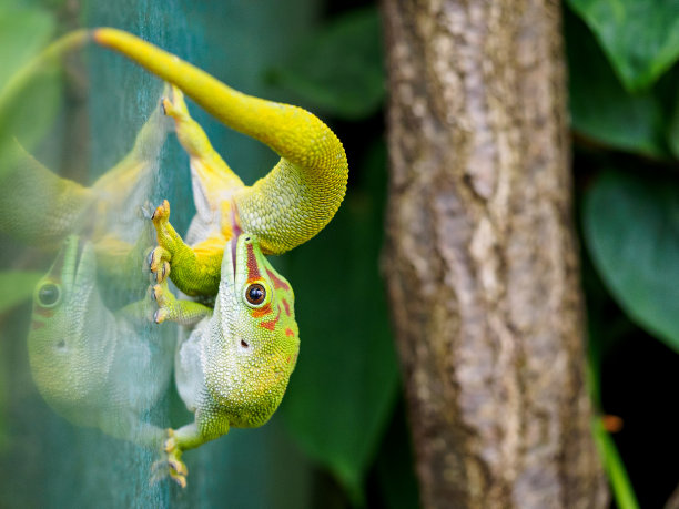 phelsuma