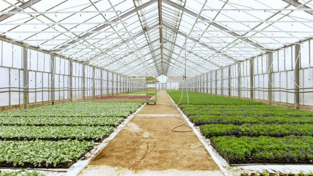 greenhouse