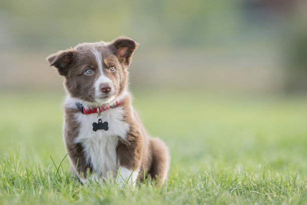 puppy