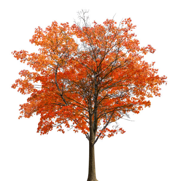 秋天的槭树