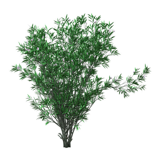 oleander