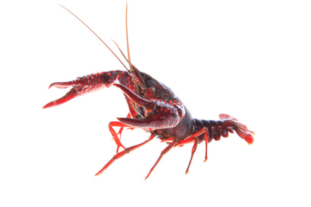 crawdad