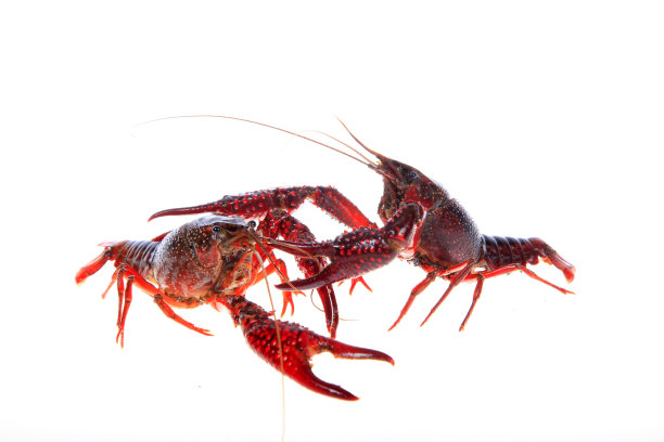 crawdad