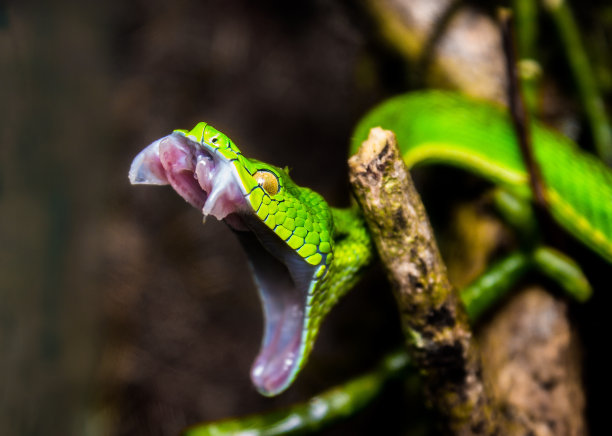 atheris