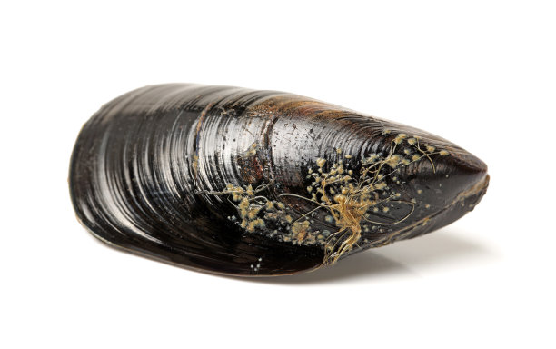 mussels