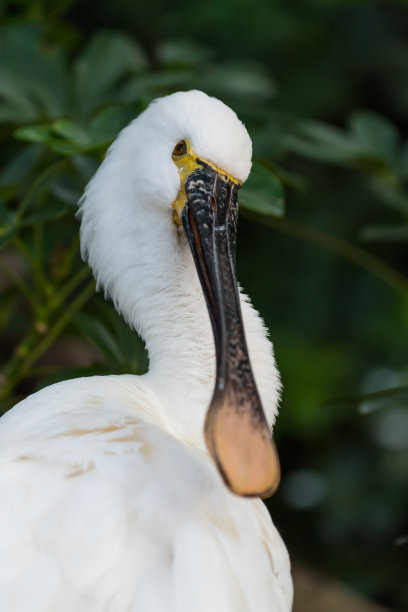 spoonbill