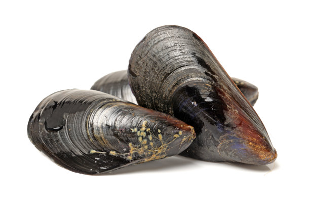mussels