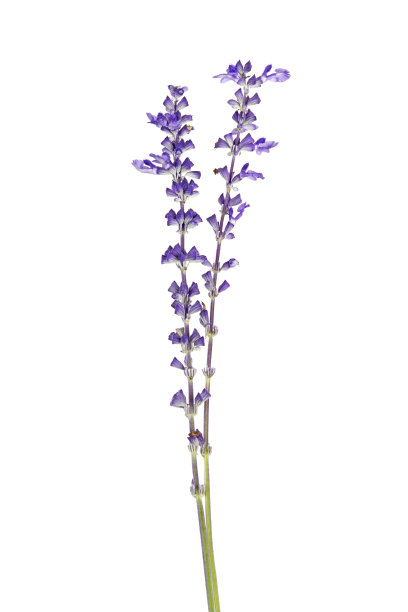 salvia