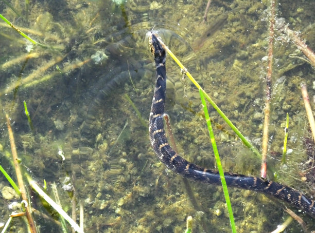 natrix