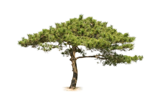 pinus