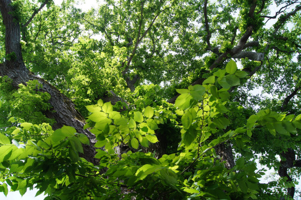 elm