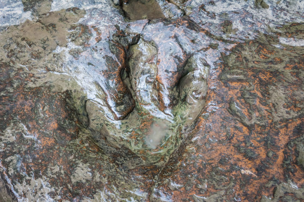 恐龙足迹化石