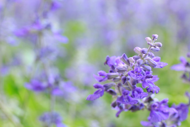 salvia