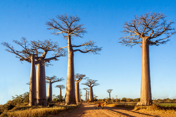 baobab