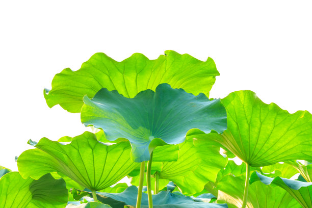 nelumbo