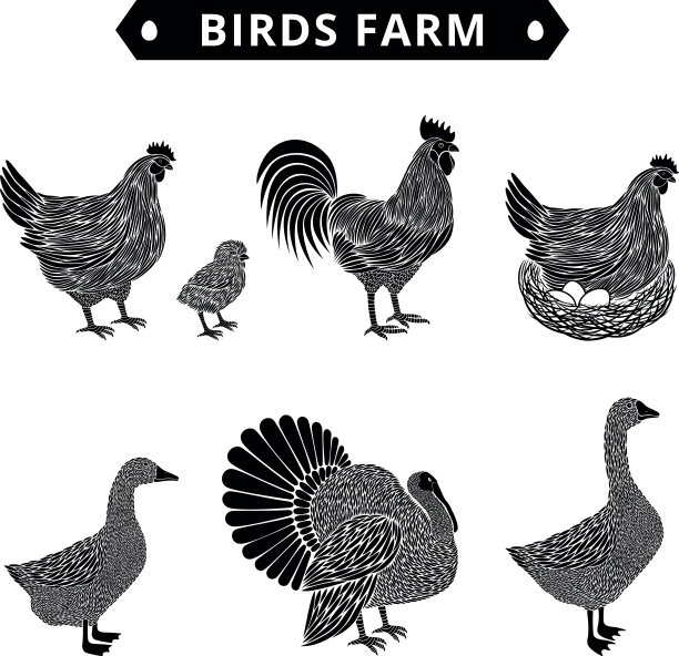 hen