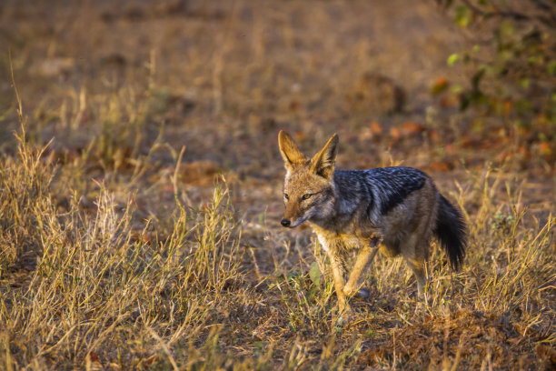jackal
