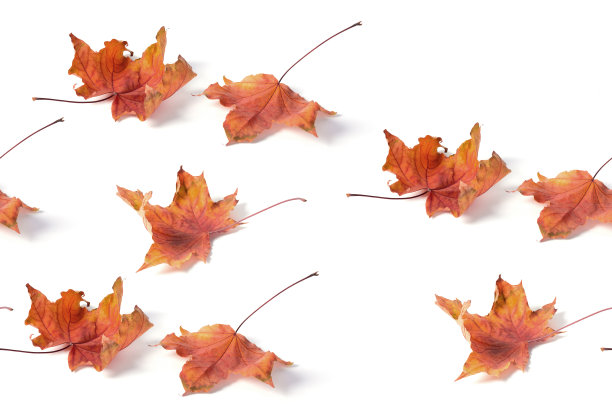 多彩秋季枫叶无缝图案