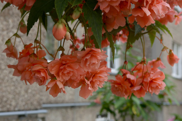 樱花海棠花