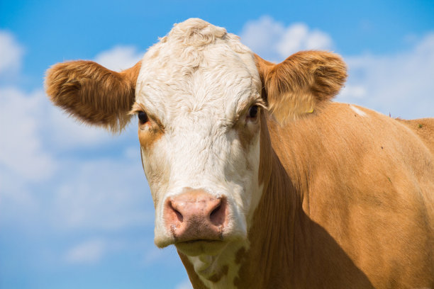cattle