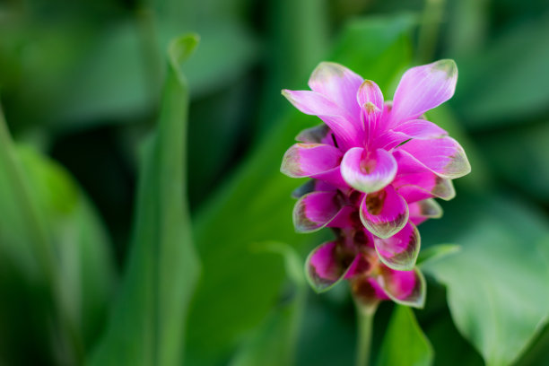热带森林中的花朵，泰国
