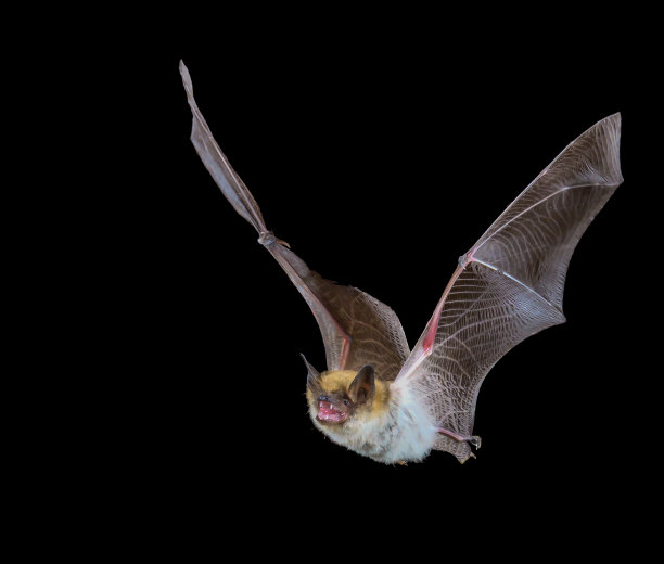 bat