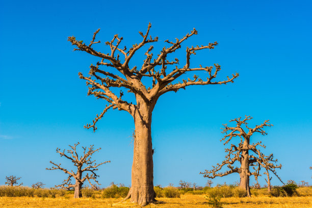 baobab