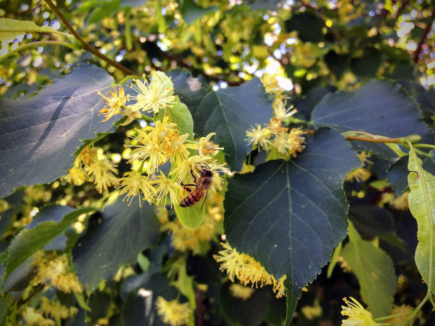 linden