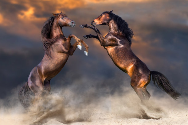 mustang