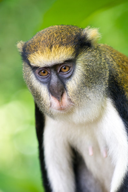 pongo