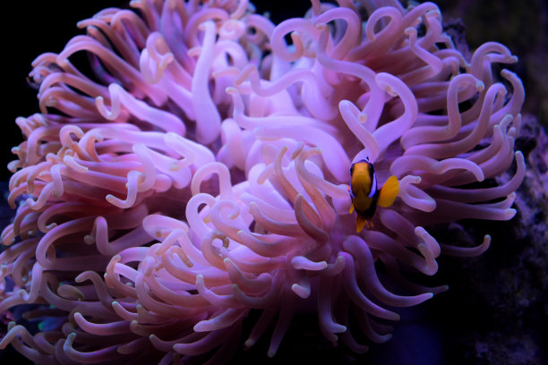anemonefish