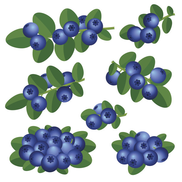 枝头蓝莓