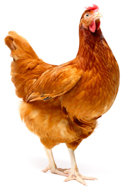 hen