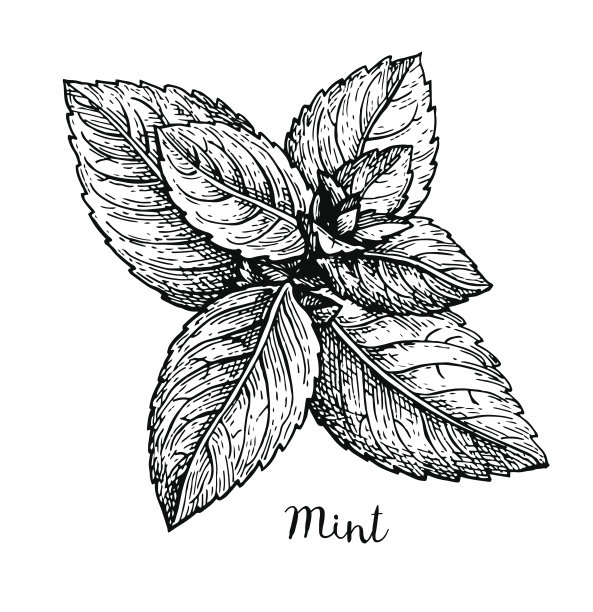 spearmint